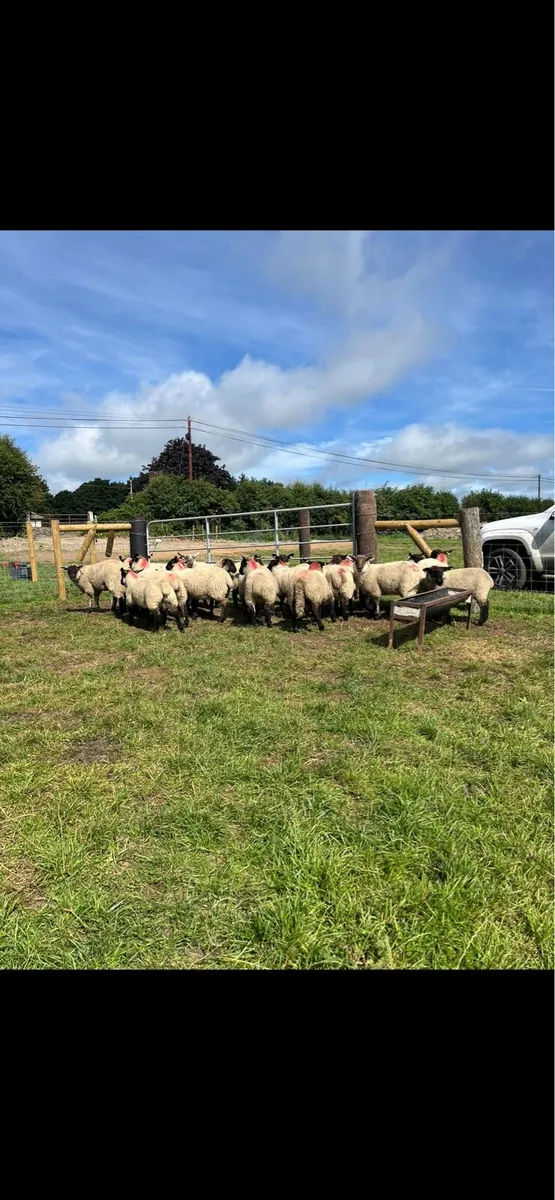 21 super quality Suffolk ewe lambs🔥 - Image 3