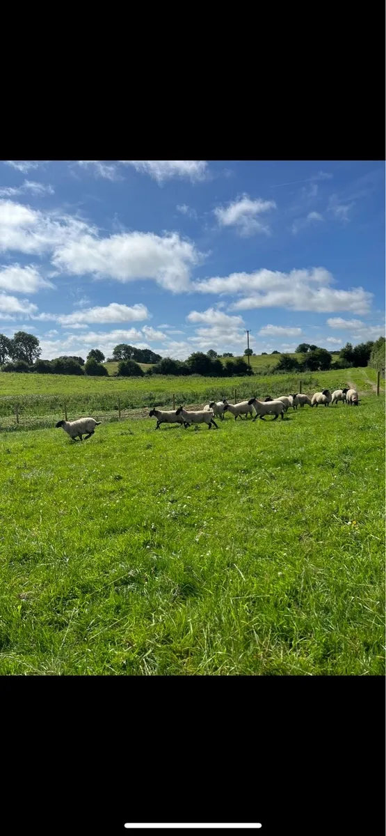 21 super quality Suffolk ewe lambs🔥 - Image 4
