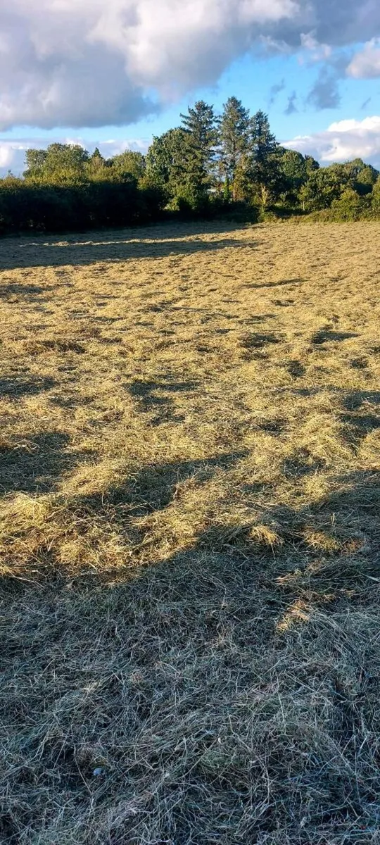Hay Square bales - Image 2