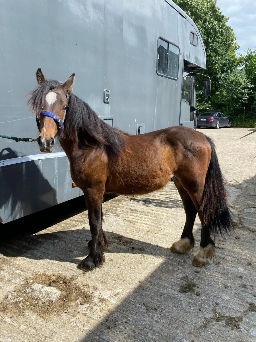 Yearling cob gelding - Image 2