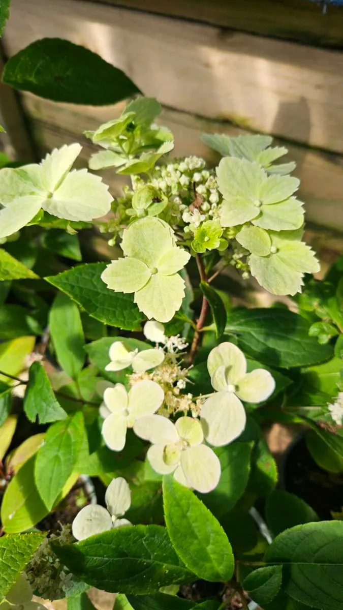 Hydrangea Paniculata - Image 1
