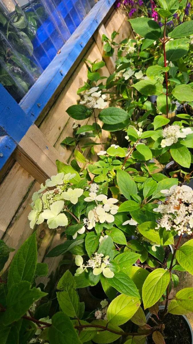 Hydrangea Paniculata - Image 2