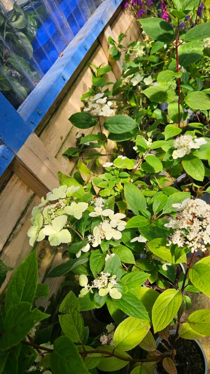 Hydrangea Paniculata - Image 3