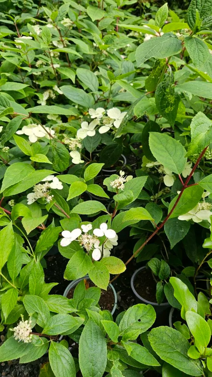 Hydrangea Paniculata - Image 4