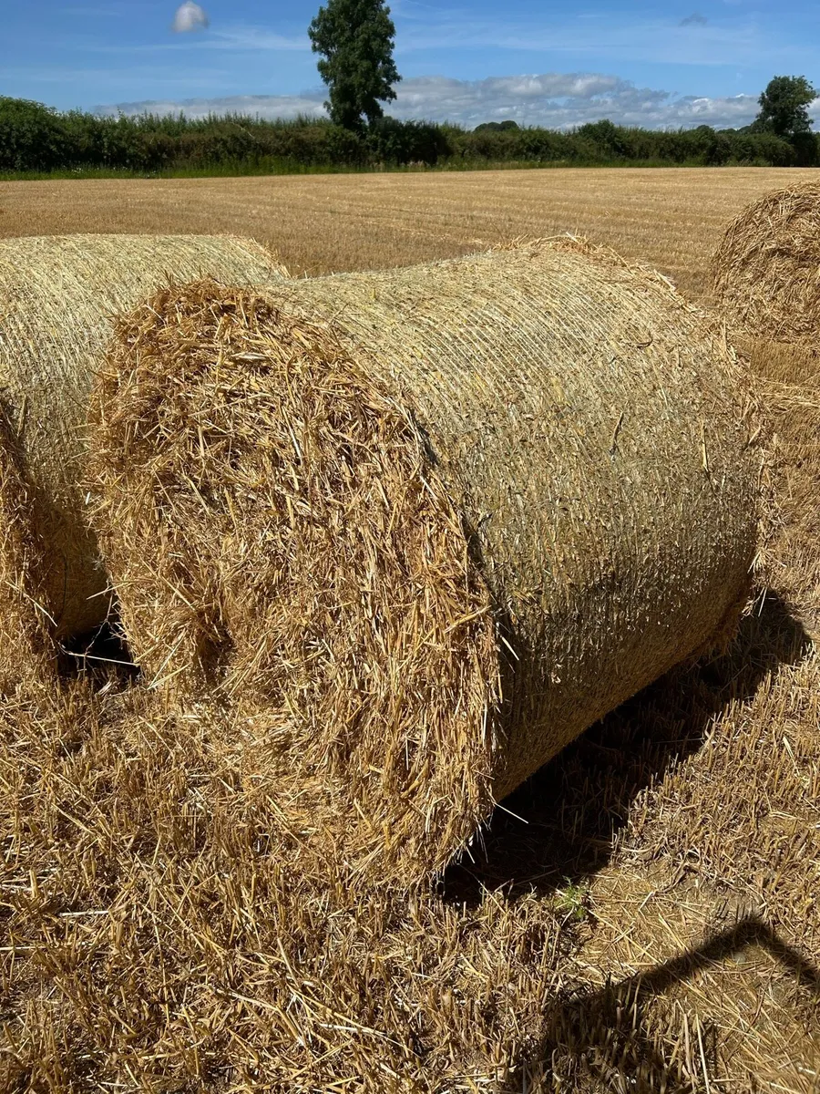 Barley Straw - Image 3