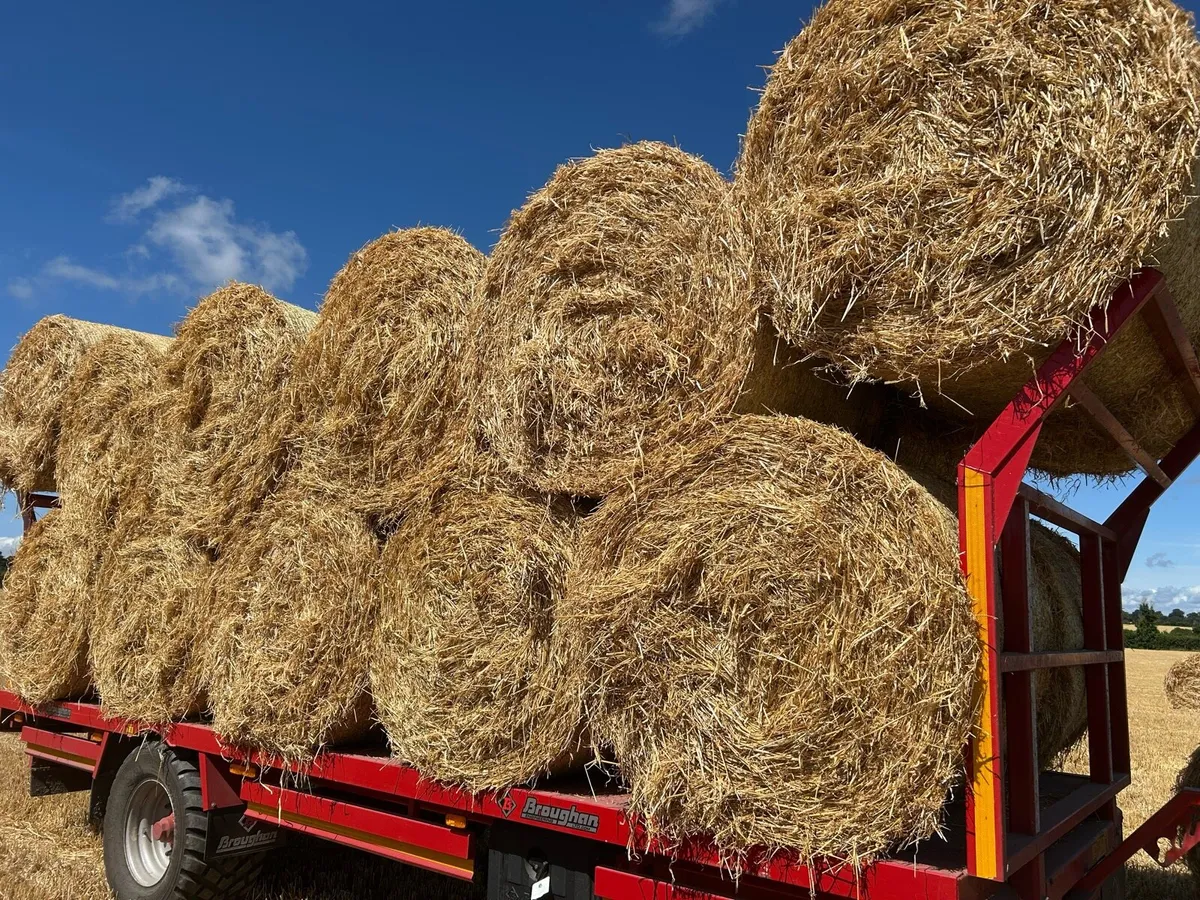 Barley Straw - Image 1