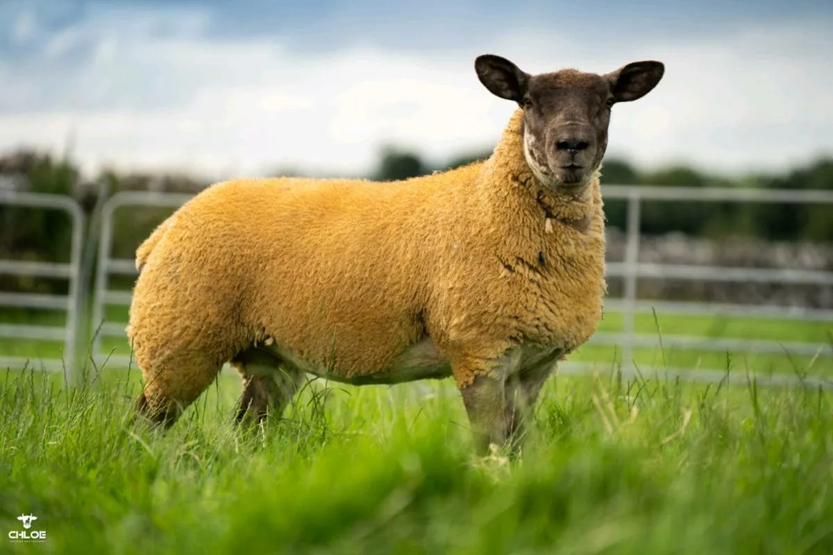 SUFTEX ewe lambs and pedigree texels - Image 1