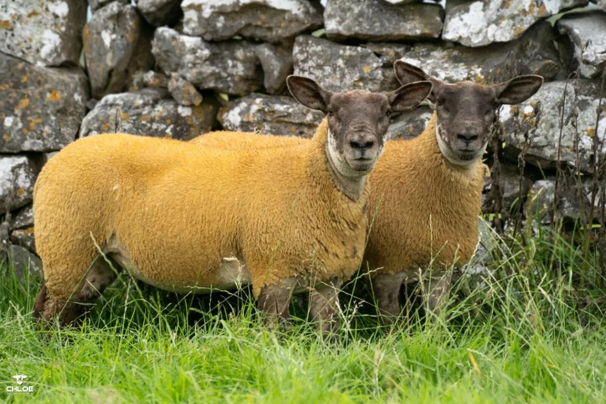SUFTEX ewe lambs and pedigree texels - Image 2