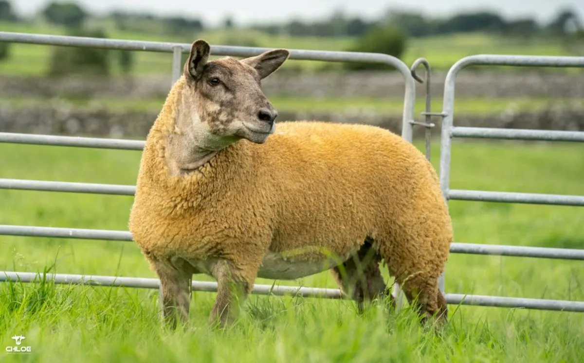 SUFTEX ewe lambs and pedigree texels - Image 3
