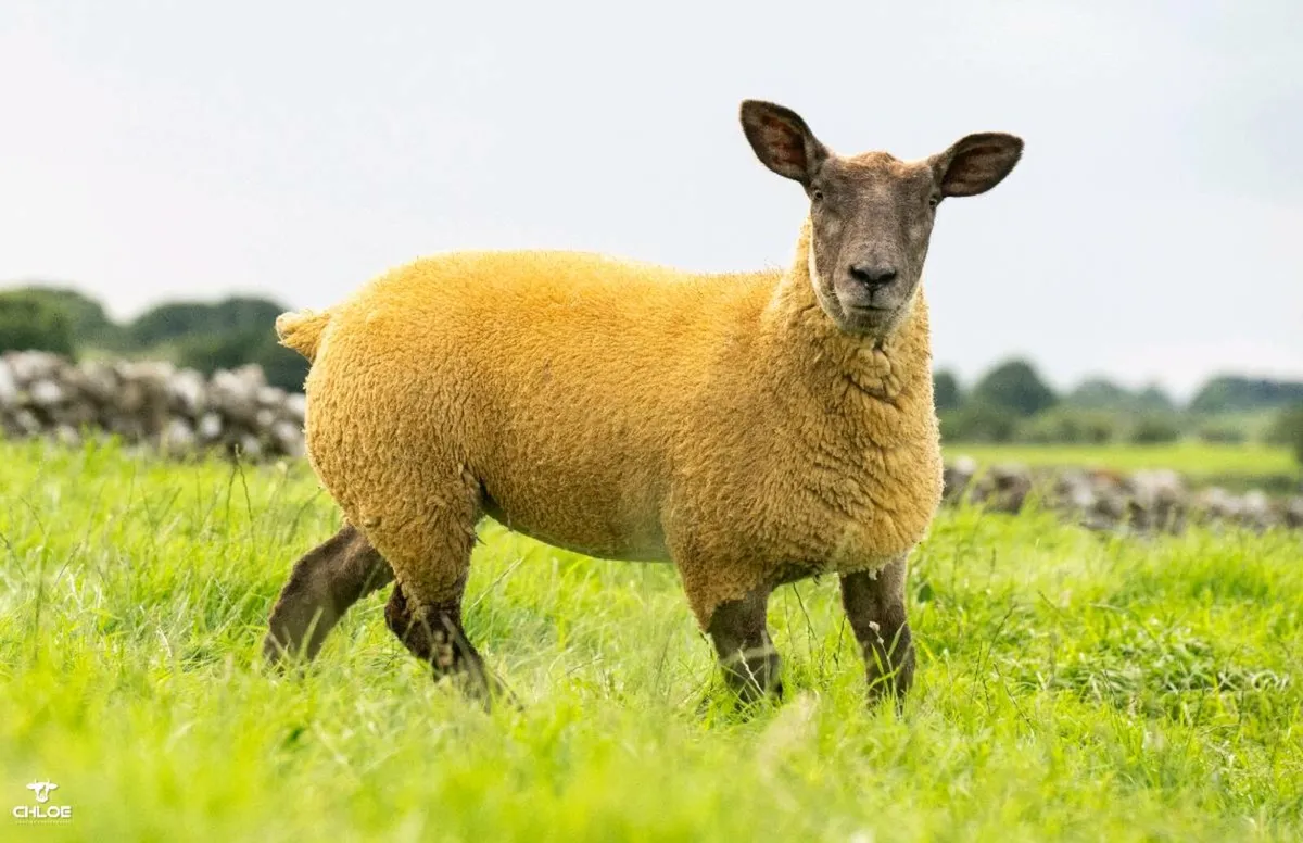 SUFTEX ewe lambs and pedigree texels - Image 4