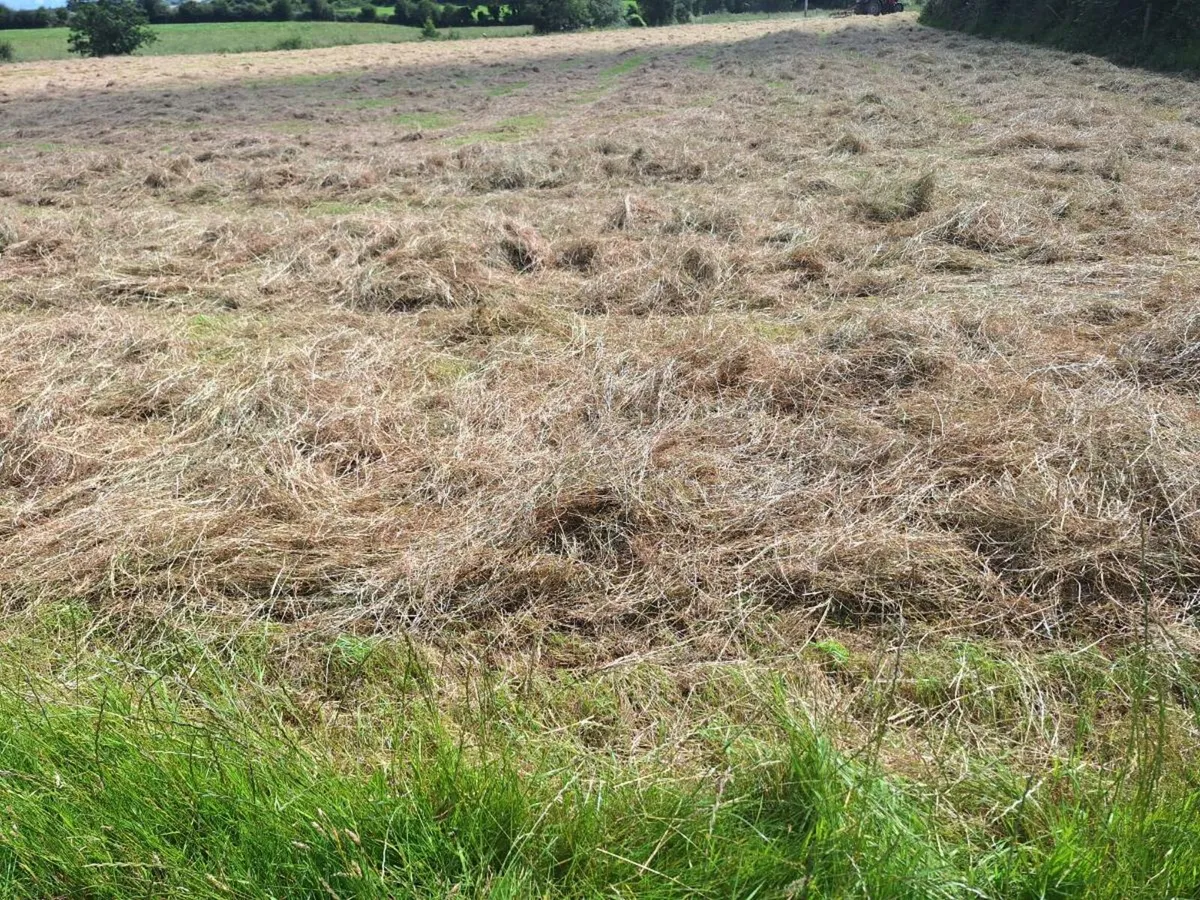 Small square bales of hay - Image 1