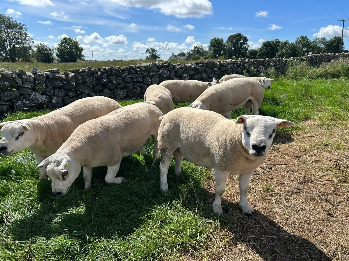8 Pedigree Shearling Texel  Registered Rams - Image 1