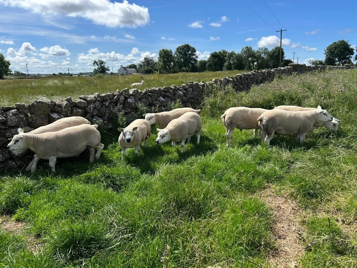 8 Pedigree Shearling Texel  Registered Rams - Image 2