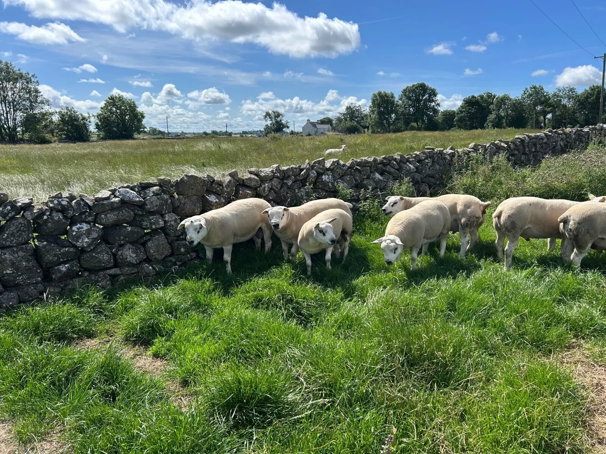 8 Pedigree Shearling Texel  Registered Rams - Image 4