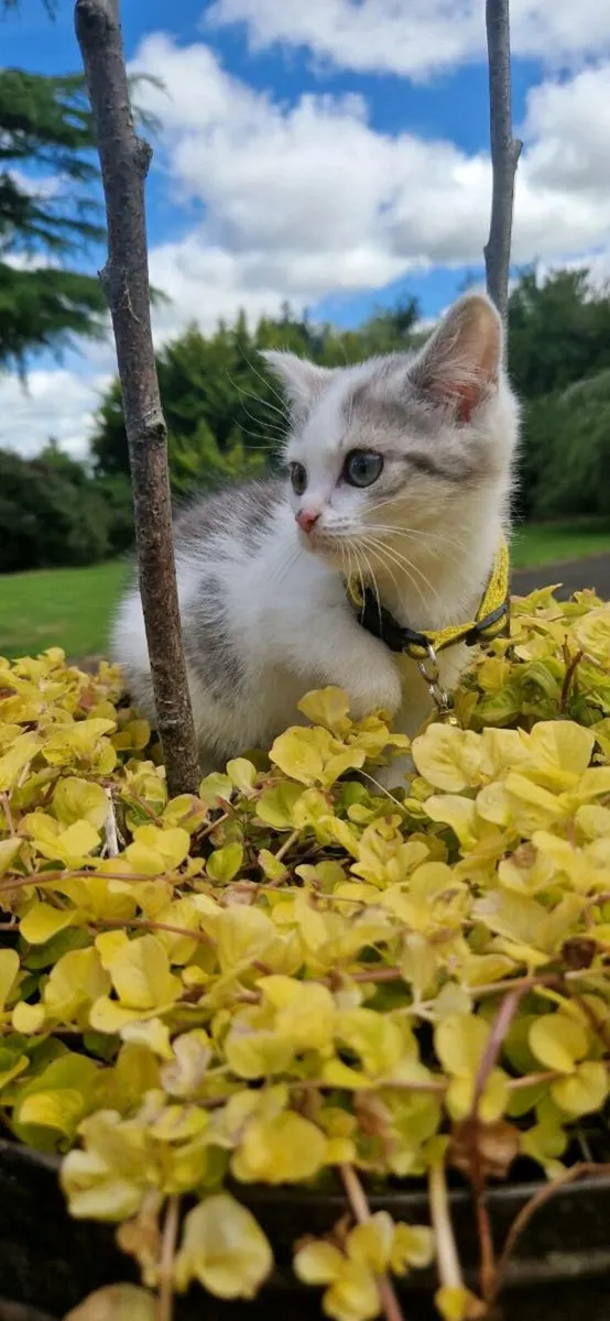 British Taby kittens - Image 3