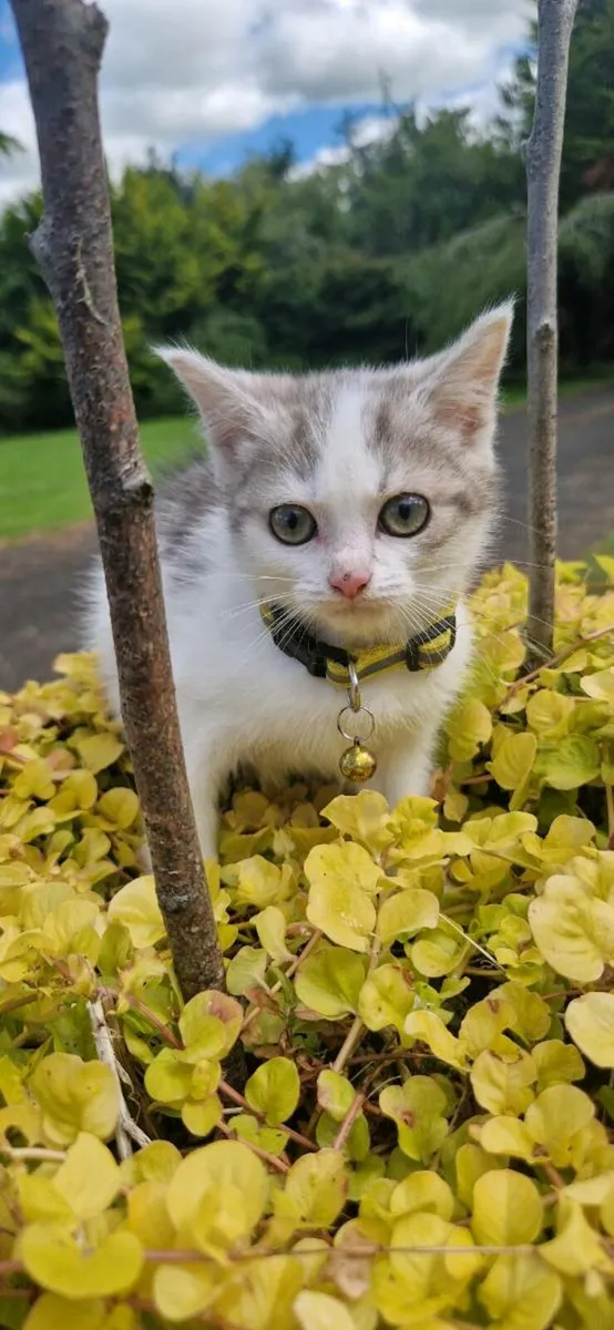 British Taby kittens - Image 4