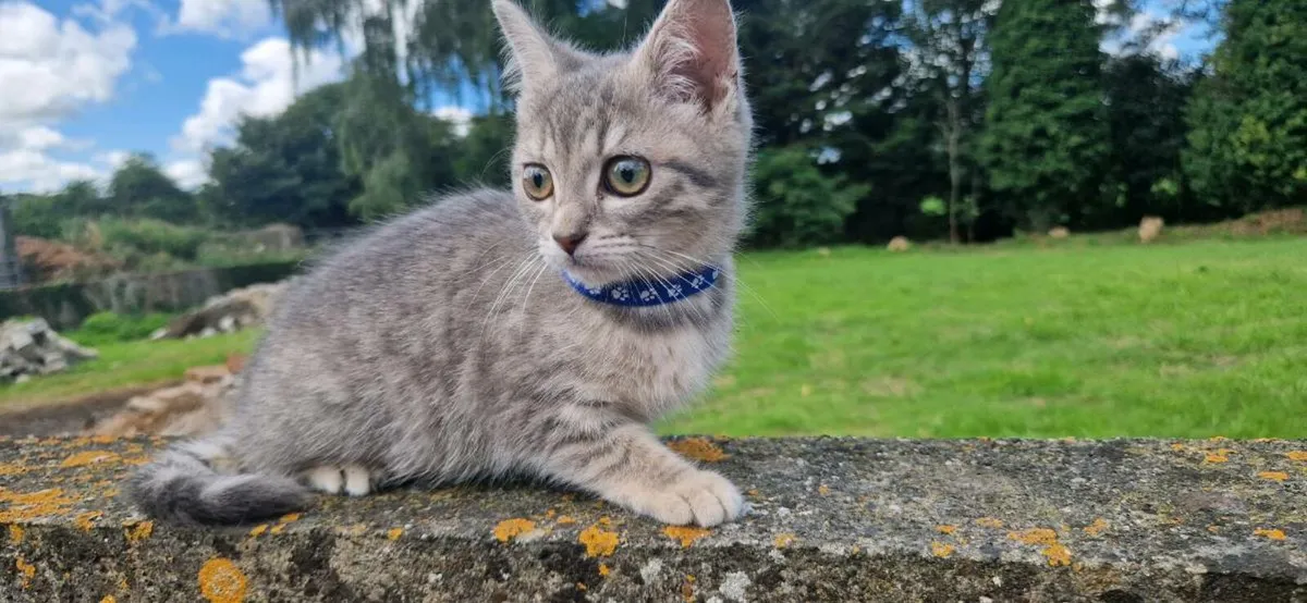 British Taby kittens - Image 4