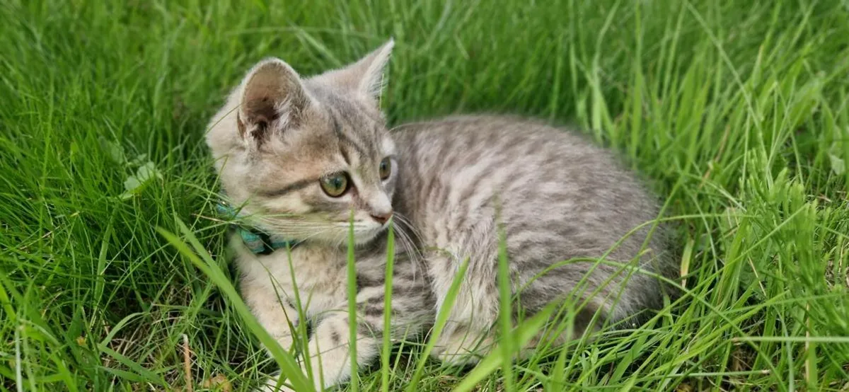 British Taby kittens - Image 3