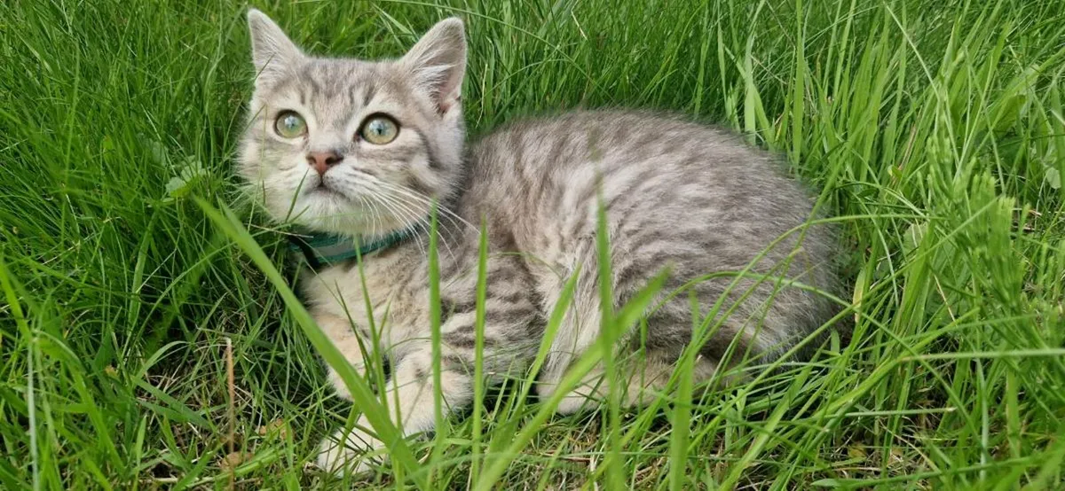 British Taby kittens - Image 1
