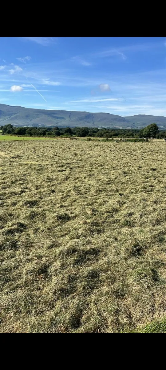 Square bales of hay