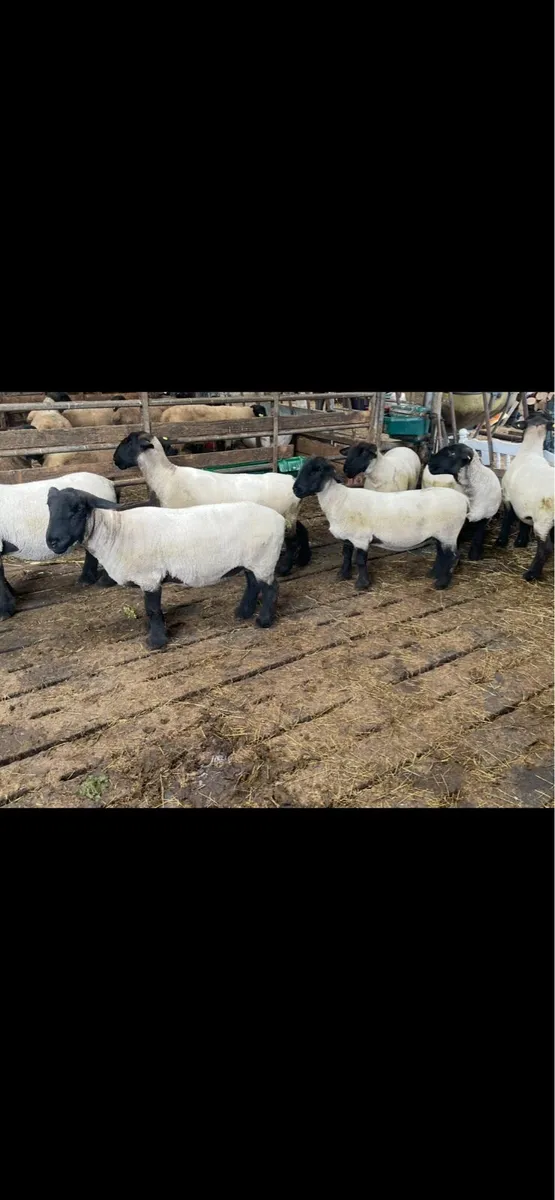 John Tess Suffolks Selection of PBR Ewes for sale - Image 1