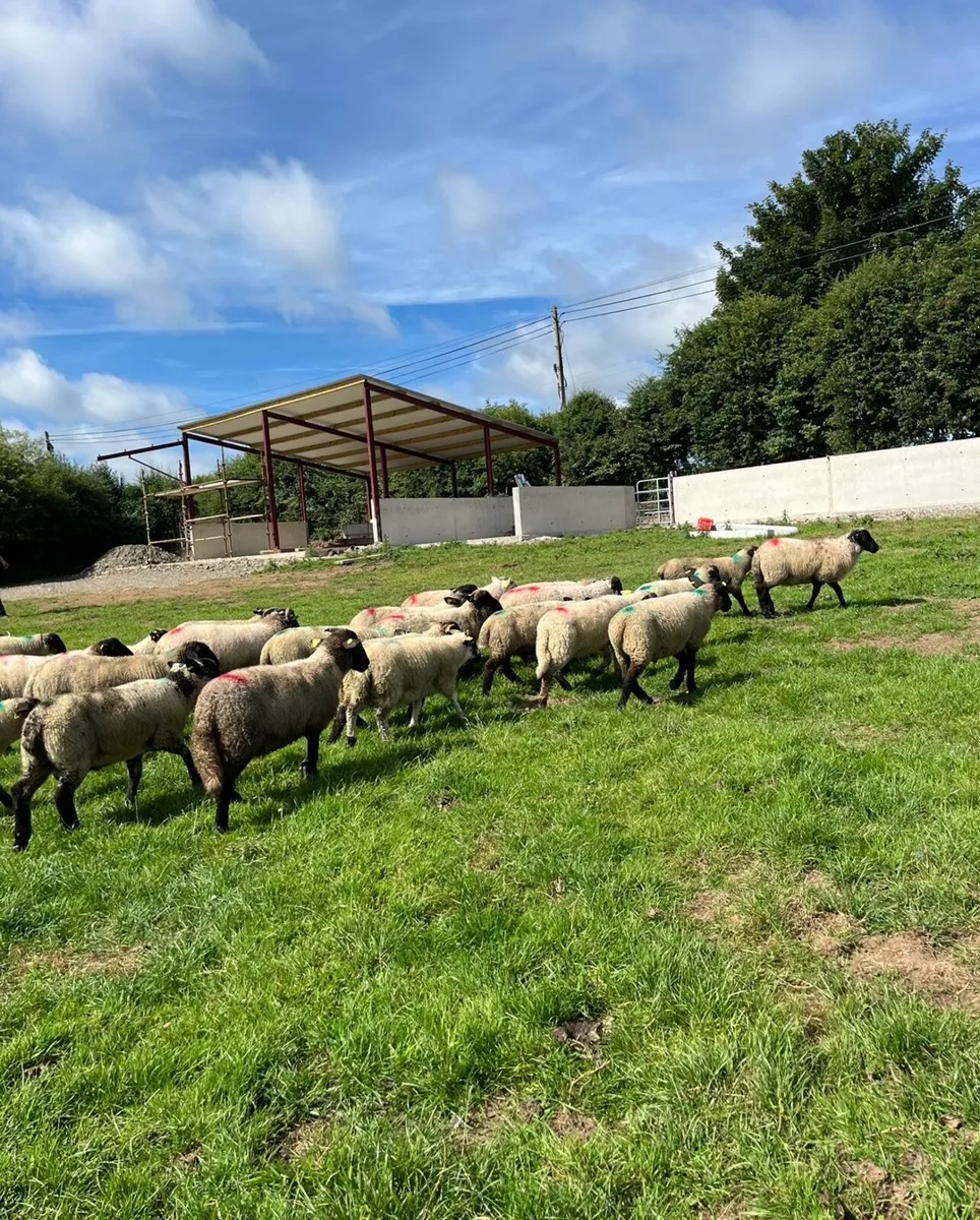 40 smashing ram lambs for sale - Image 1