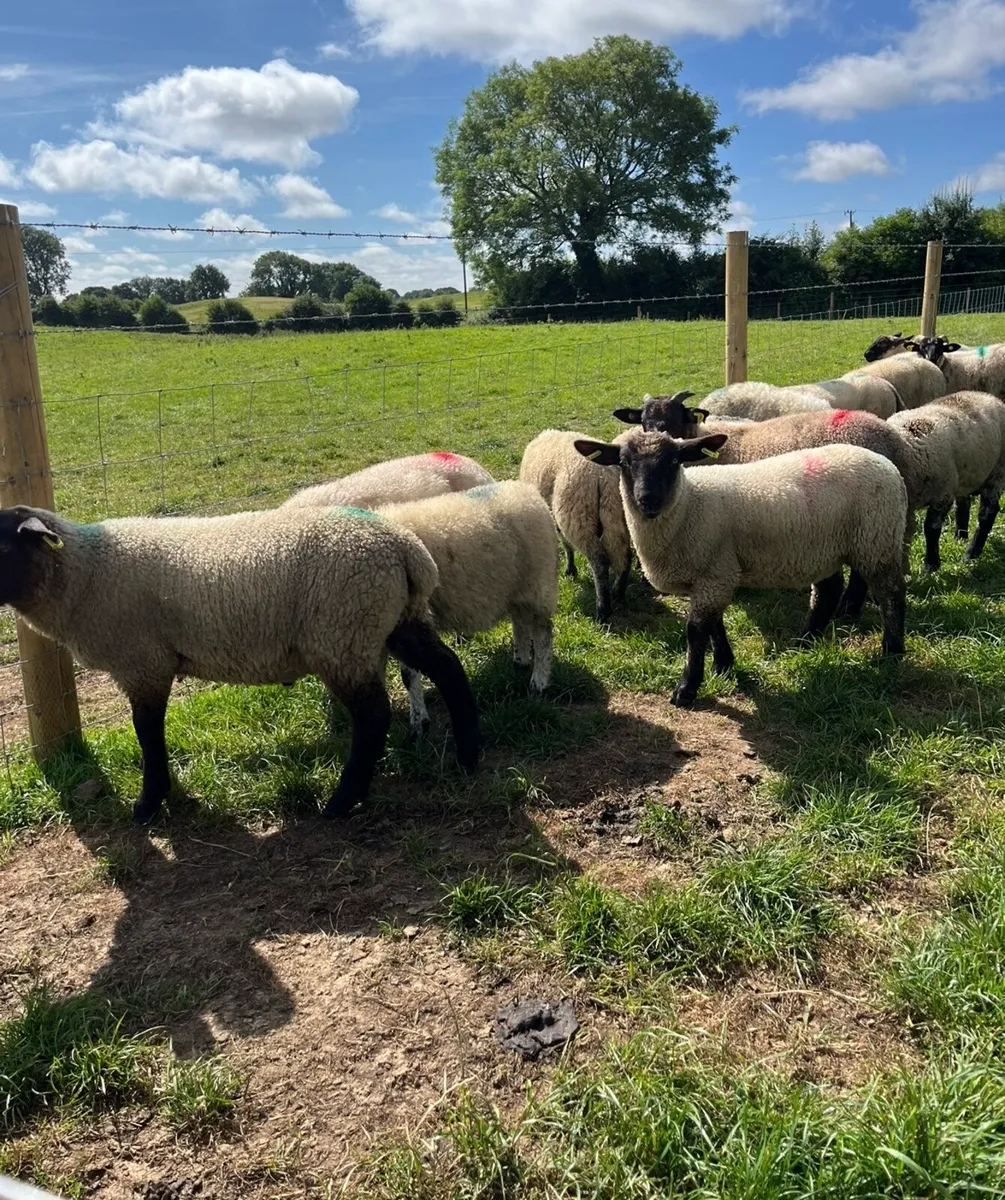 40 smashing ram lambs for sale - Image 2