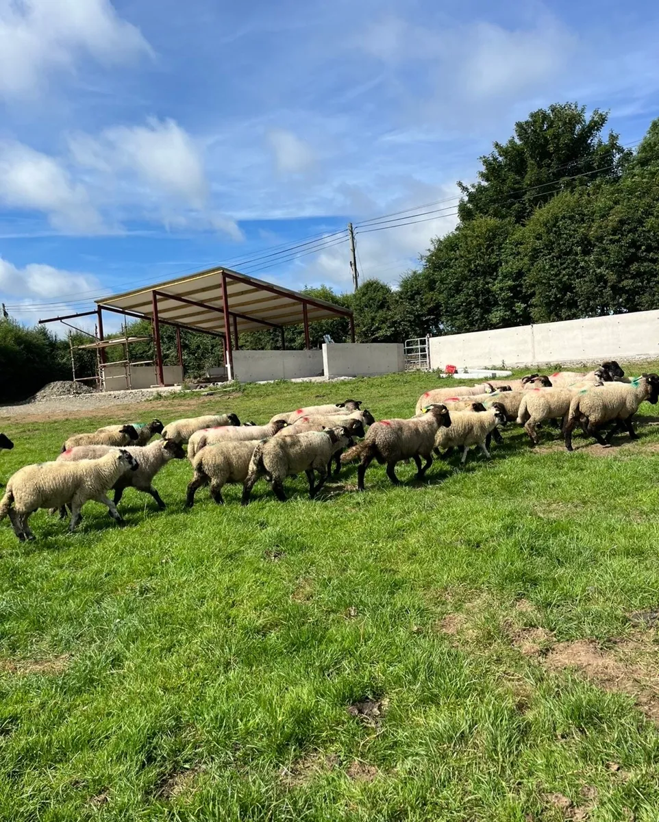 40 smashing ram lambs for sale - Image 3