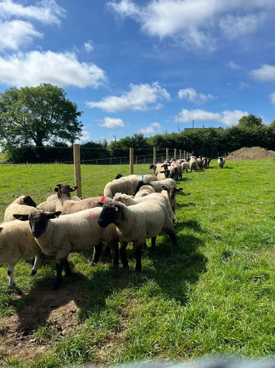 40 smashing ram lambs for sale - Image 4