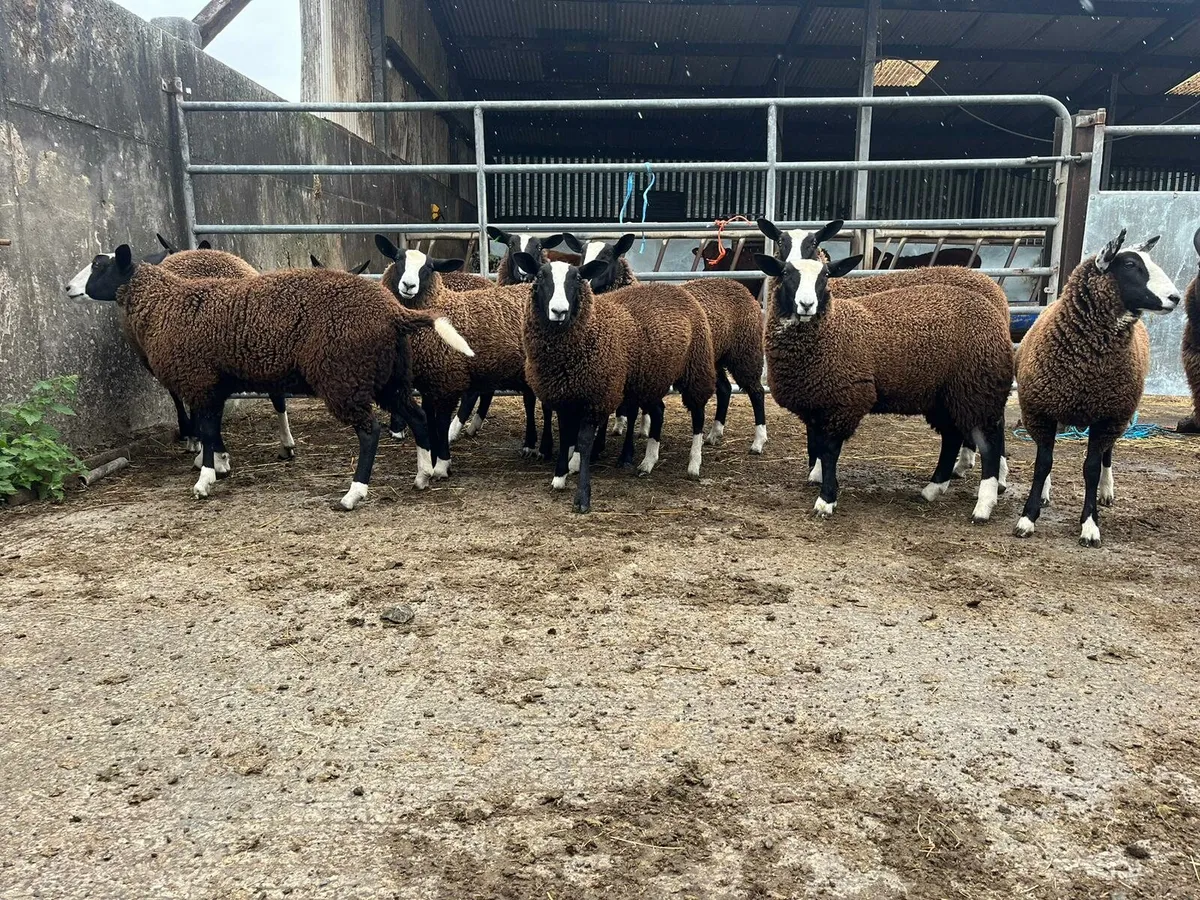 Sheep - Image 3