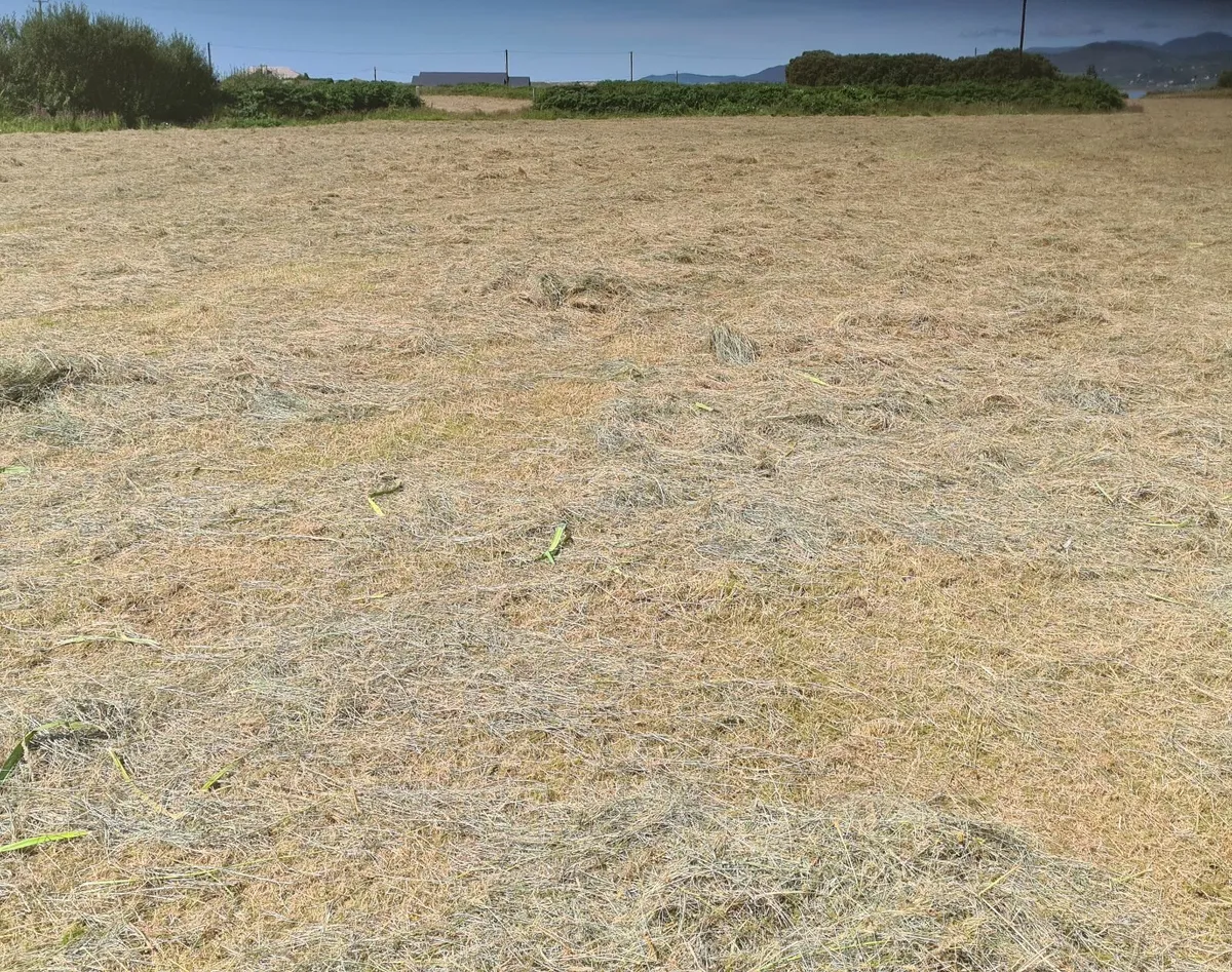 hay - Image 1