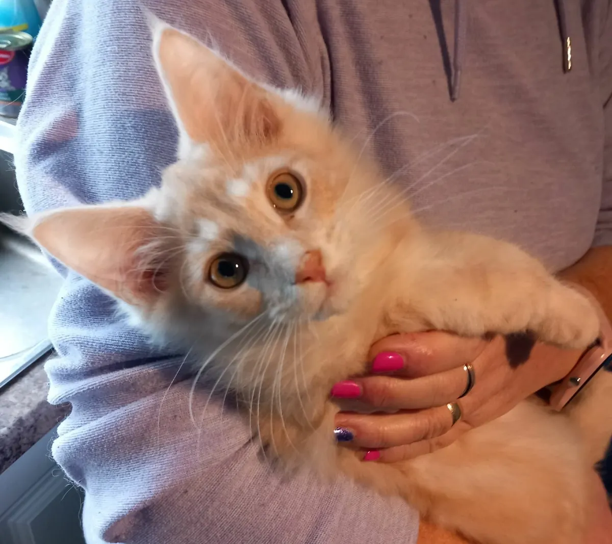 Maine Coon Kittens - Image 1