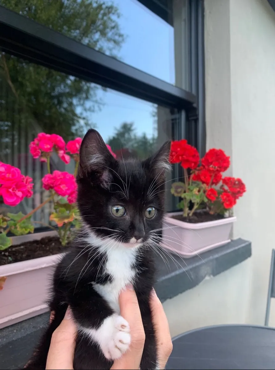 Beautiful kittens looking for a loving home - Image 1