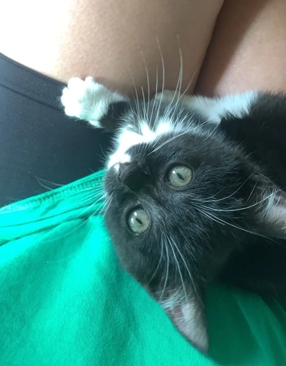 Beautiful kittens looking for a loving home - Image 2