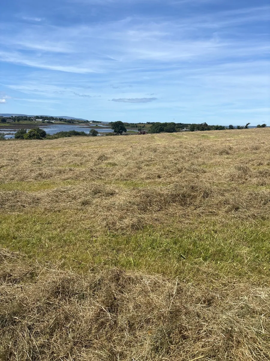 Hay - Image 2
