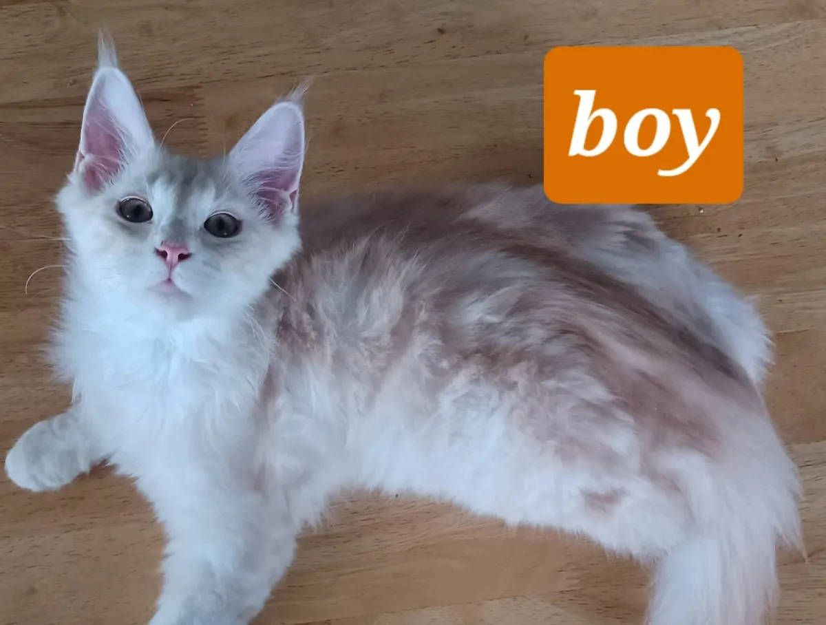 Maine Coon Kittens - Image 3