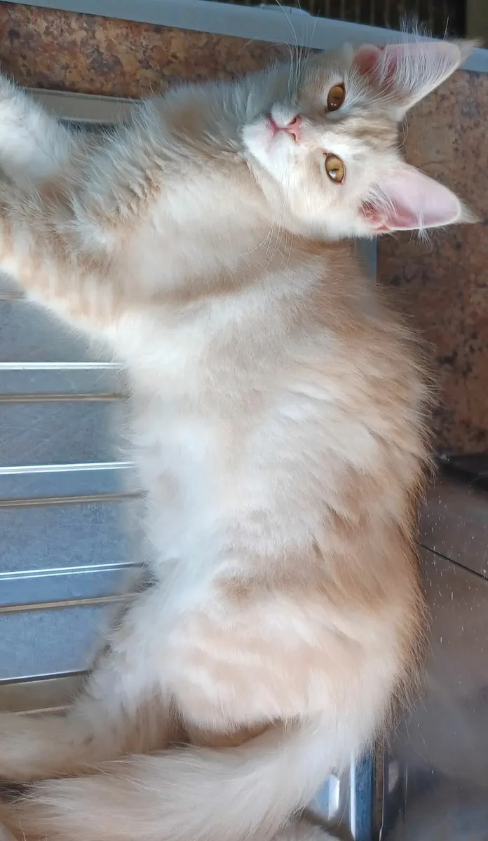 Maine Coon Kittens - Image 4