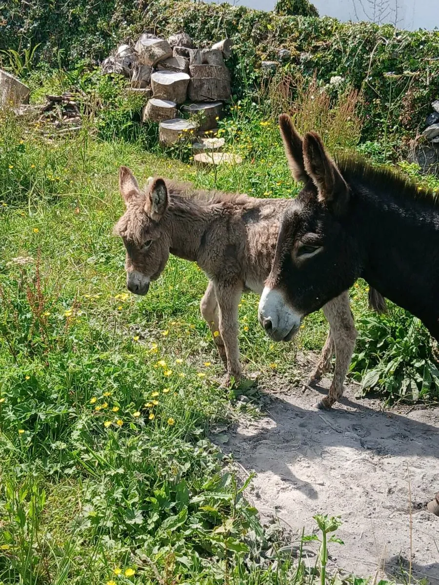 Female Donkey & Foal - Image 1