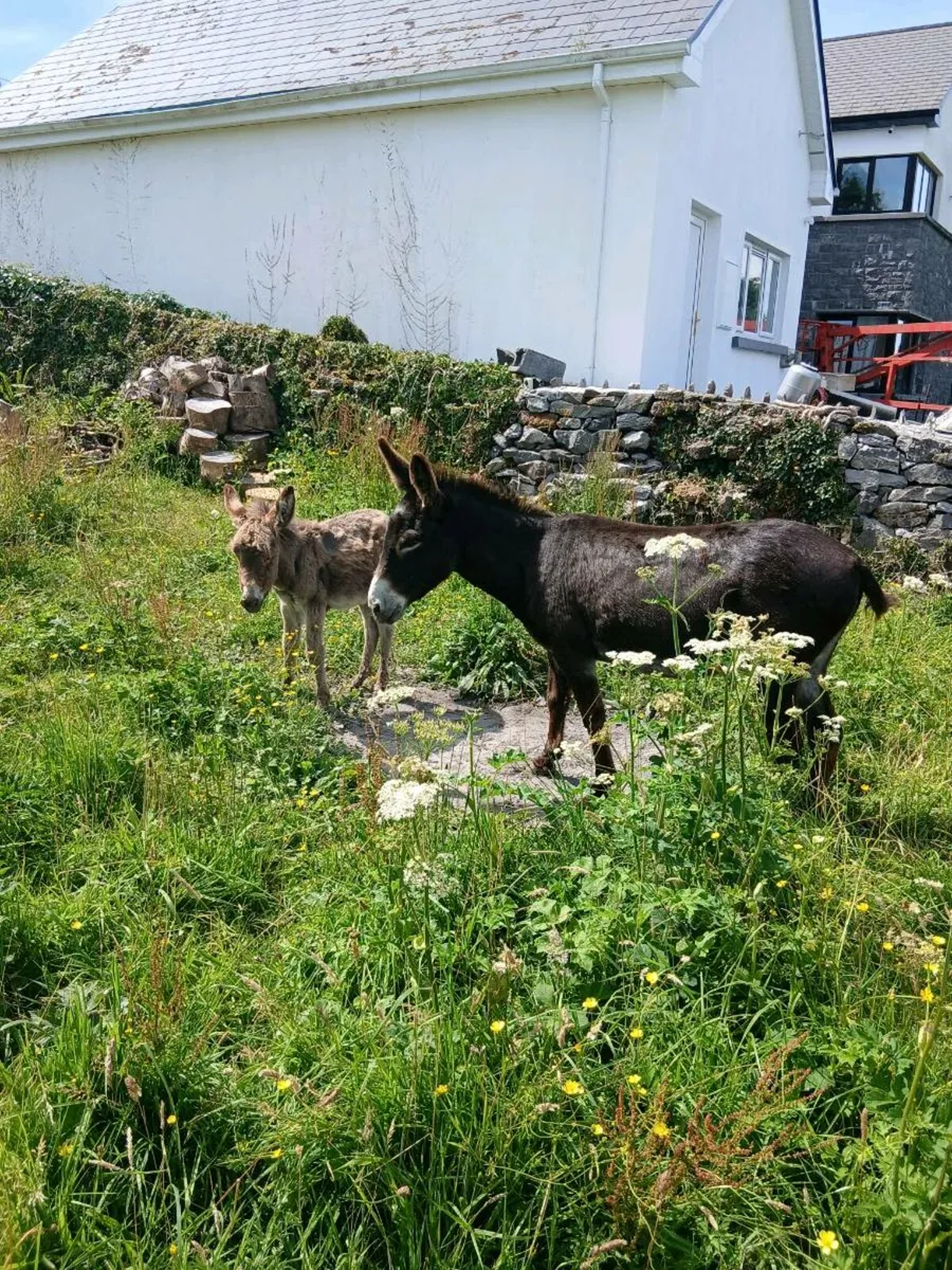 Female Donkey & Foal - Image 2