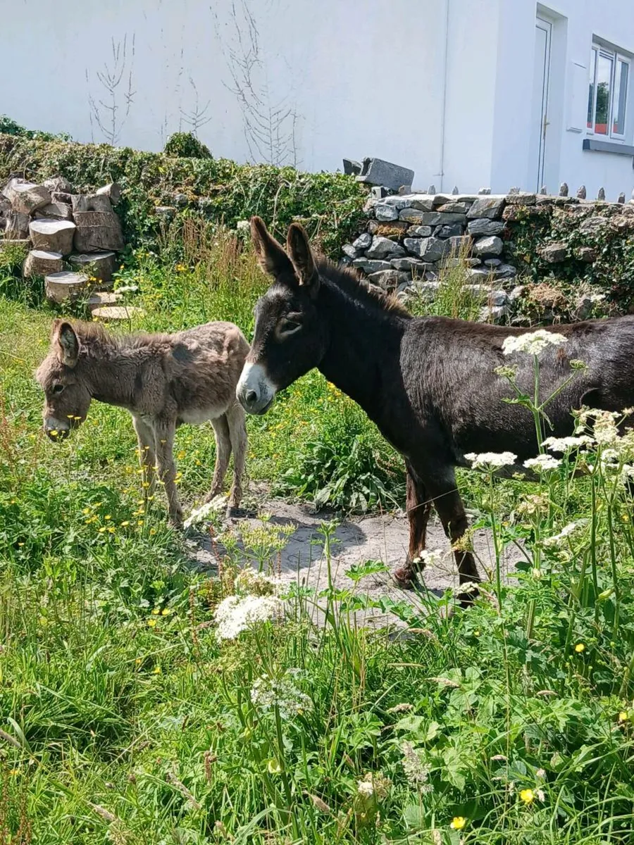Female Donkey & Foal - Image 3