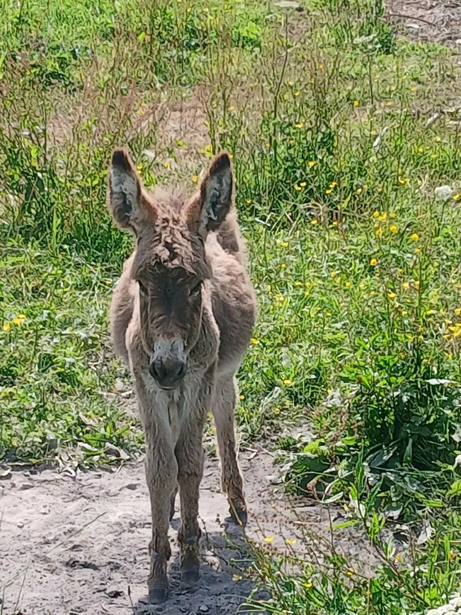 Female Donkey & Foal - Image 4