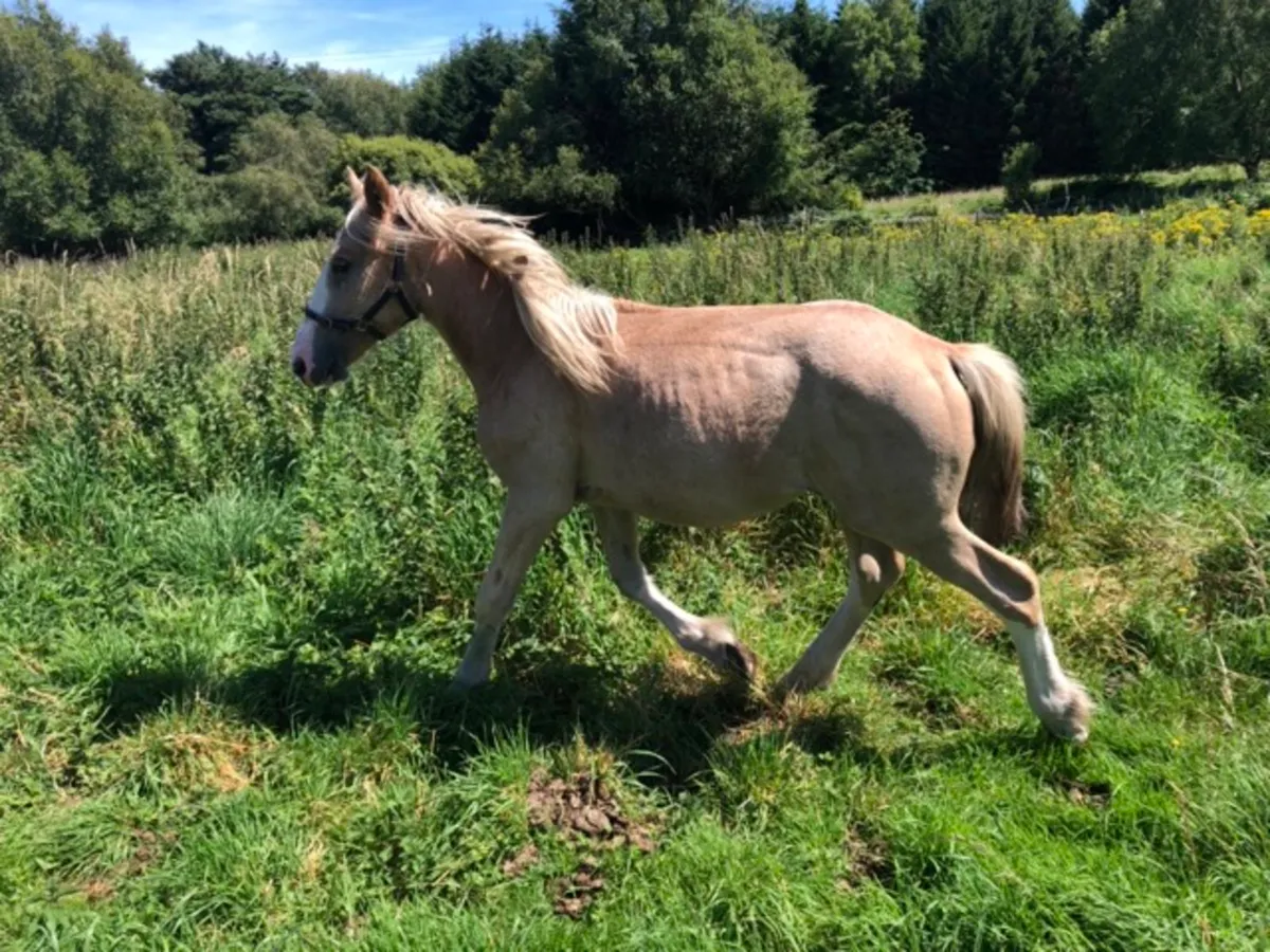 Palomino Yearling Colt - Image 1