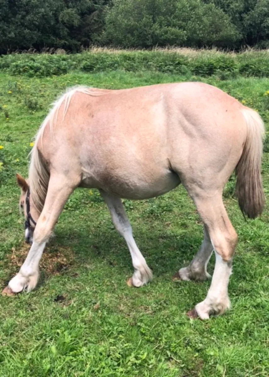 Palomino Yearling Colt - Image 2
