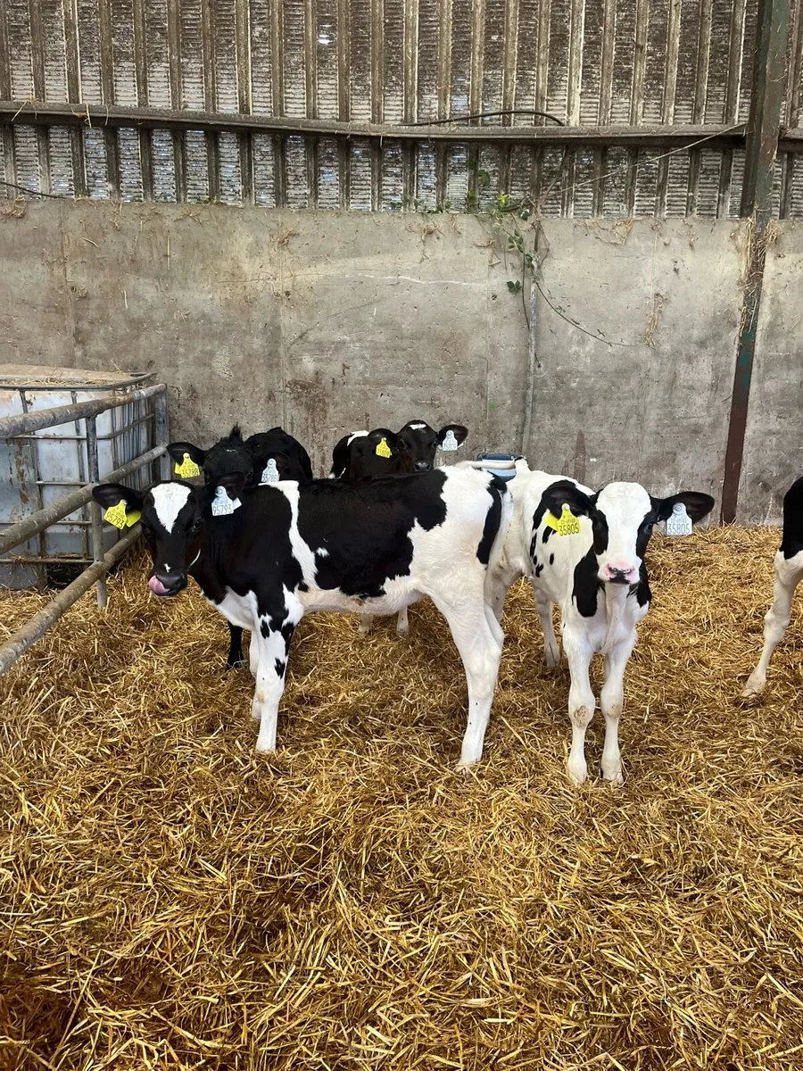 Fr Heifer calves - Image 1