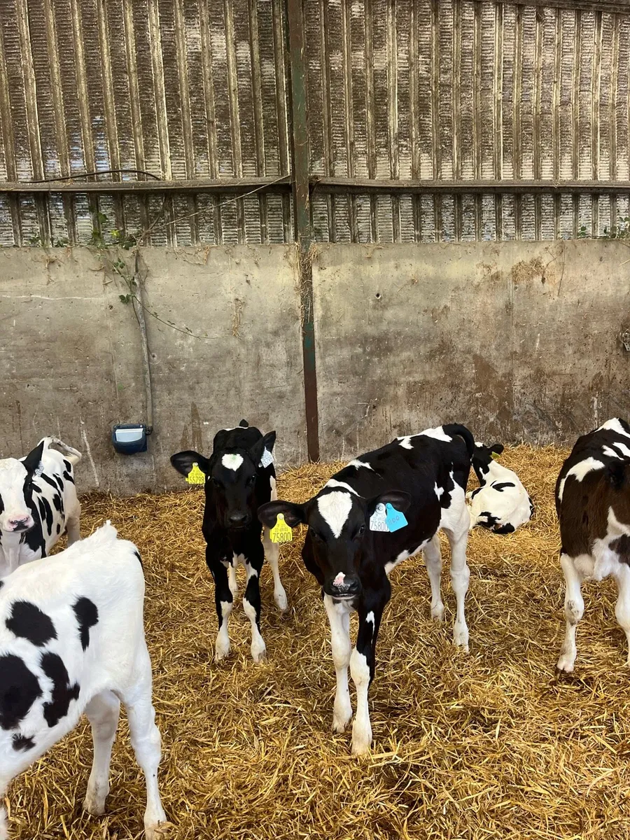 Fr Heifer calves - Image 2