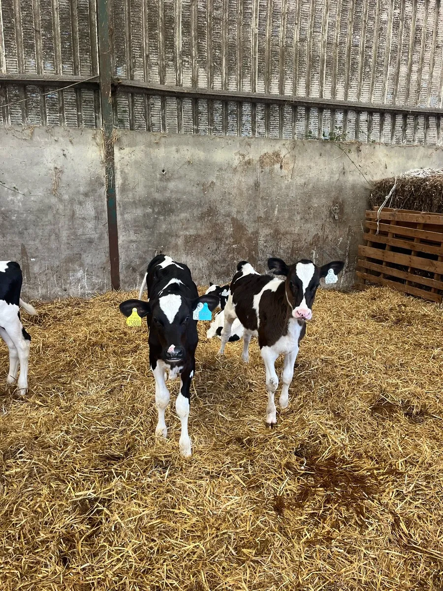 Fr Heifer calves - Image 3