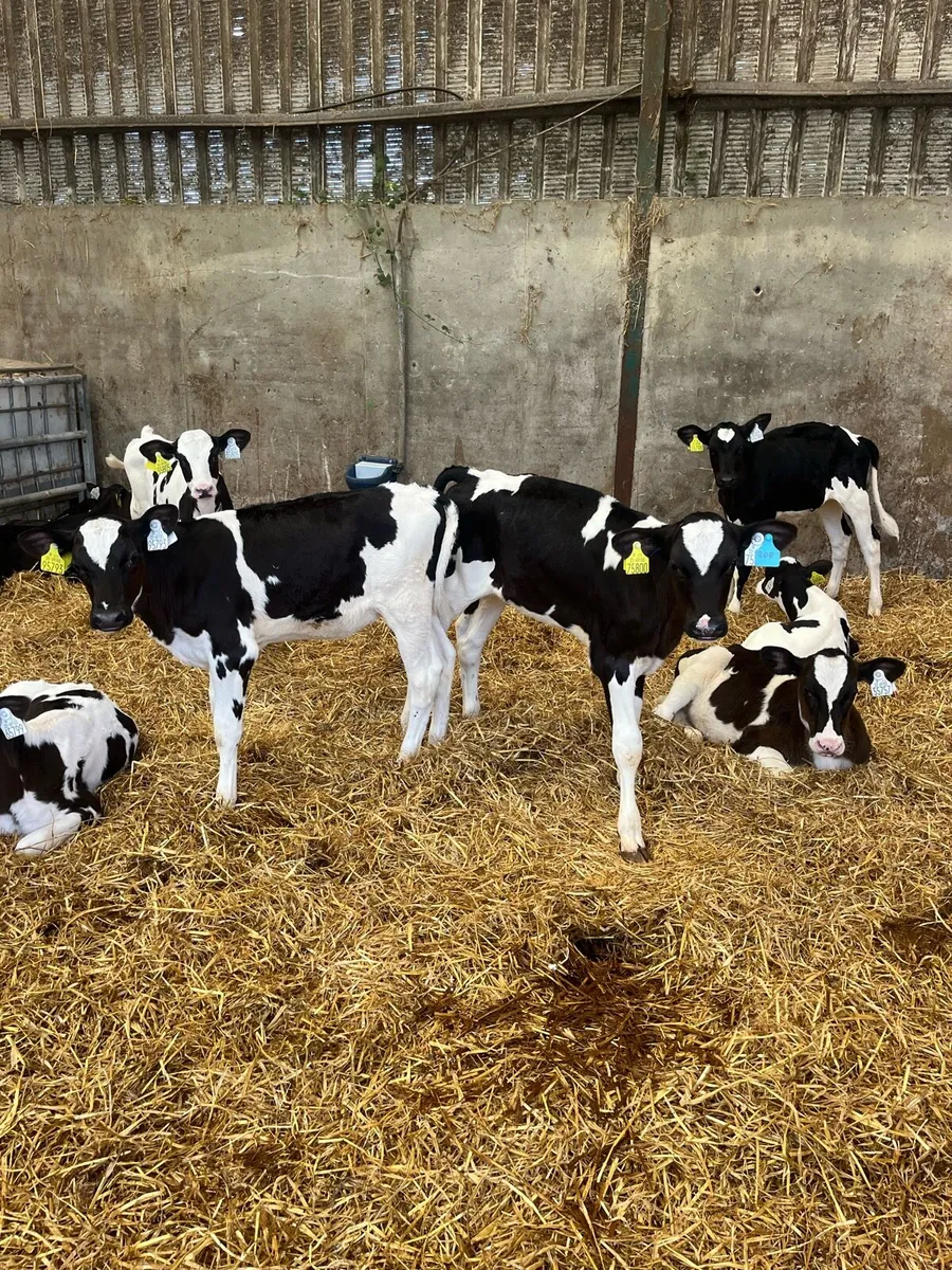 Fr Heifer calves - Image 4