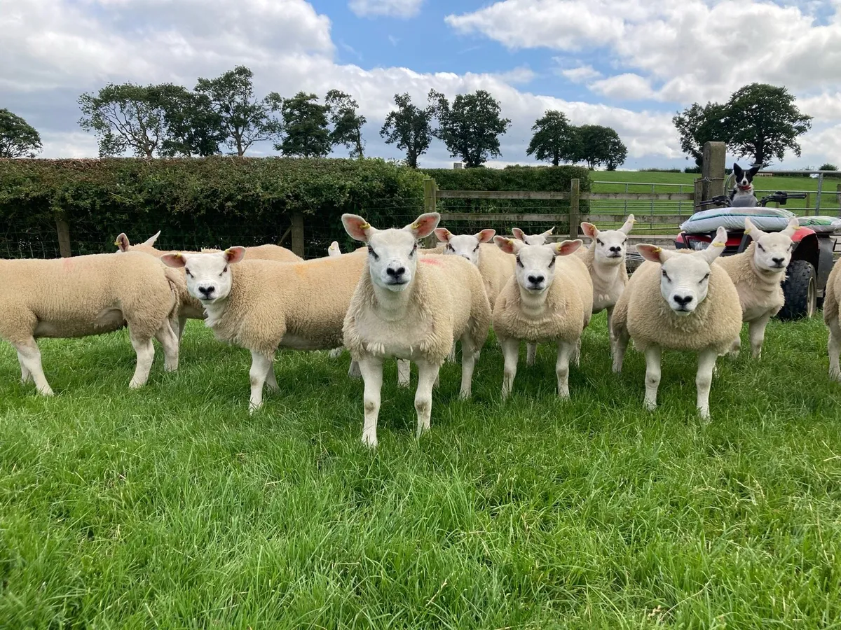 Pure texel ewe lambs - Image 1