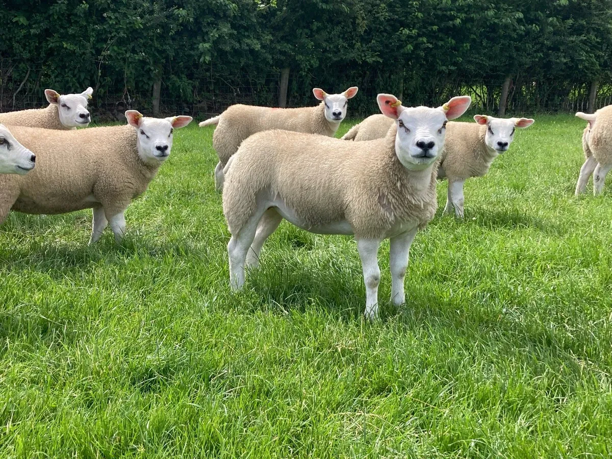 Pure texel ewe lambs - Image 2