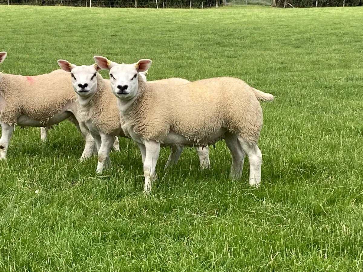 Pure texel ewe lambs - Image 3